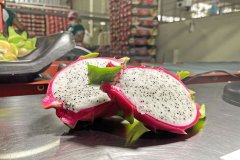 PITAHAYA8